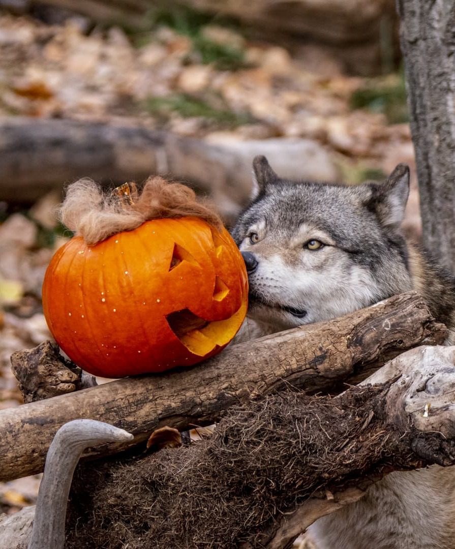 ZooBOO at the Calgary Zoo